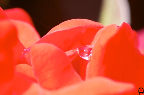 花弁間に付いた水滴の写真