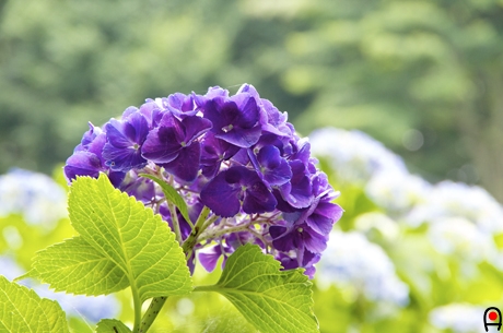 紫色の紫陽花の写真