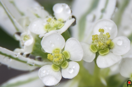 水滴の付いた初雪草の花の写真
