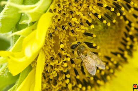 ひまわりの花とミツバチの写真