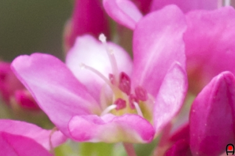 赤いソバの花アップの写真