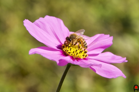 コスモスとミツバチの写真