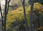 黄色い紅葉の木の写真