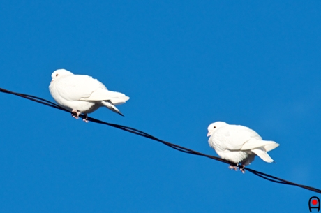 電線に留まる2羽の白い鳩の写真