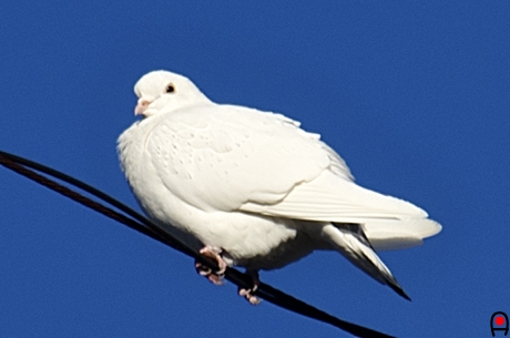 白い鳩の写真