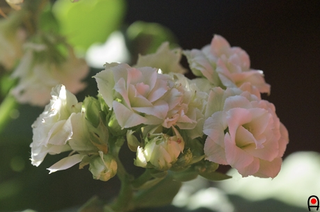 カランコエの花の写真
