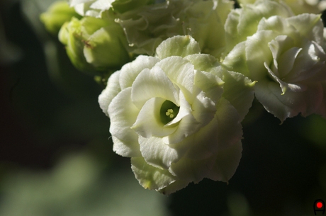 カランコエ花のアップの写真