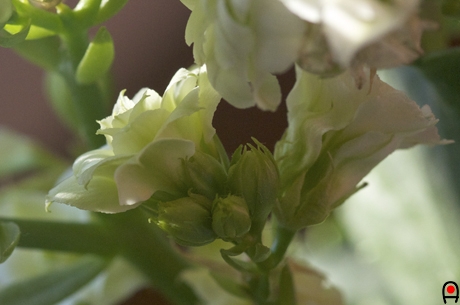 カランコエの花の蕾の写真