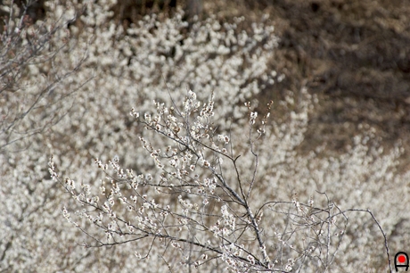 梅の枝の写真