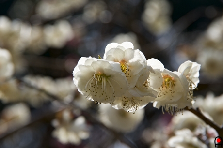 八重咲きの梅の花の写真