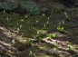 沢に咲く水芭蕉の写真