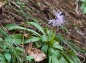 斜面に咲くショウジョウバカマの写真