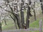 桜の木と紫の花の写真