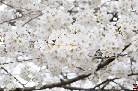 沢山咲いた桜の花の写真