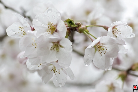 雨粒の付いた桜の花の写真
