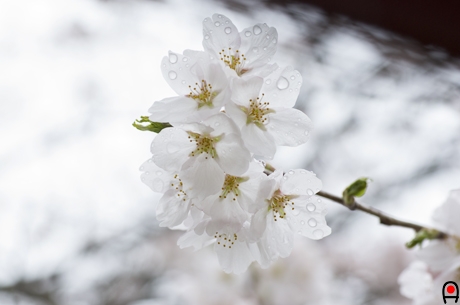 光を通した雨粒の付いた桜の花の写真
