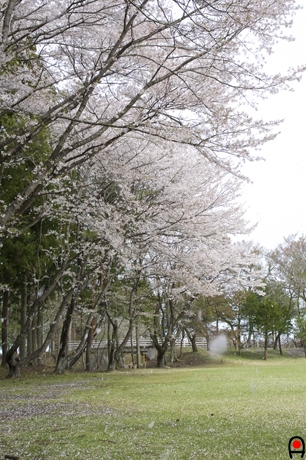 花弁の散る桜1の写真