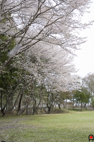 花弁の散る桜2の写真