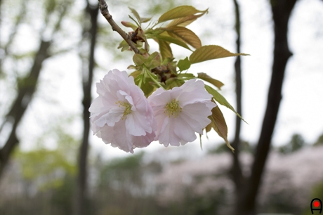 八重桜の写真
