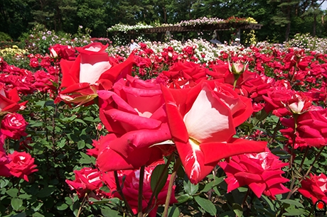 薔薇 ラブと井頭公園薔薇園の写真