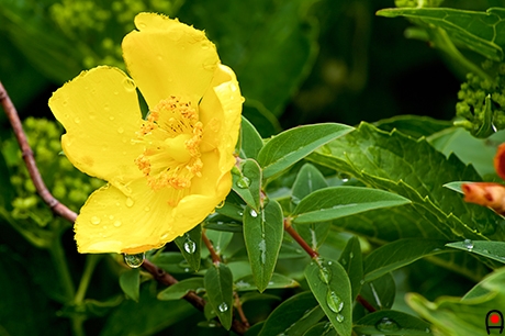 水滴の垂れそうな大輪金糸梅の花の写真