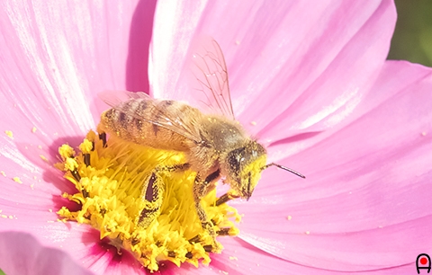 花粉まみれのミツバチの写真