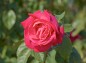 薔薇 ケアフリーワンダーの写真
