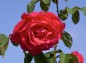 薔薇 マリアカラスの写真