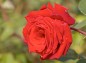 薔薇 イングリットバーグマンの写真