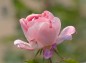 薔薇 ケアフリーワンダーの写真