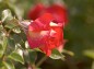薔薇 希望斜め横からの写真