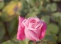 薔薇 桃香の写真