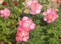 薔薇 マルクシャガールの写真