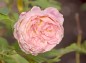 薔薇 クロードモネの写真
