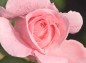 薔薇 ブライダルピンクの写真