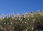 台地斜面の松林の写真