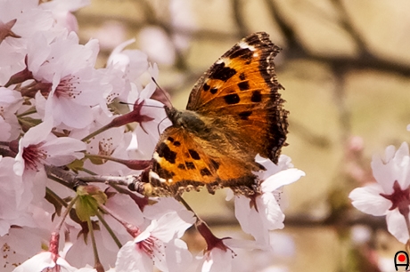 桜の花と蝶の写真