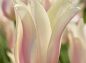 細長い花弁のチューリップの写真