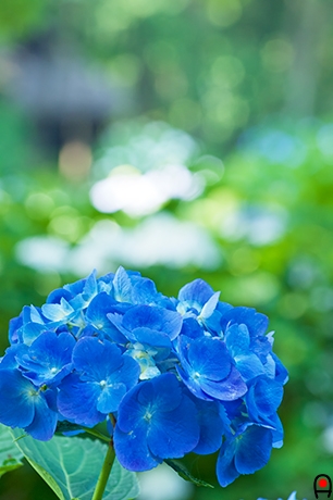 青い紫陽花と広場の紫陽花の写真