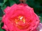 薔薇 花山吹の写真