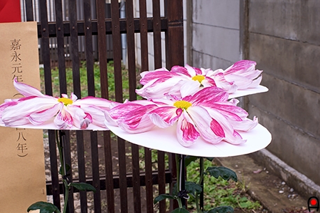 道に展示されていた菊の写真