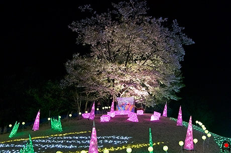 東京ドイツ村桜の木の周辺の様子の写真