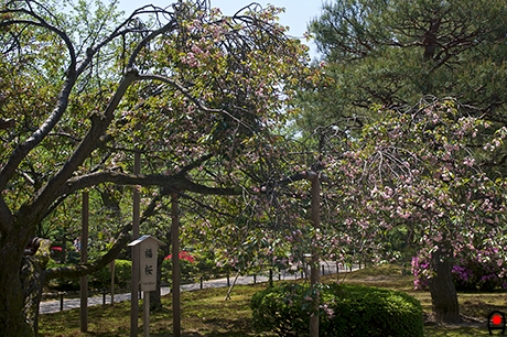兼六園福桜の写真