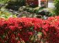 赤いツツジと庭園の写真
