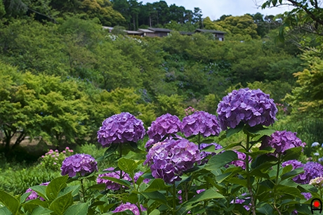 紫の紫陽花と桜茶屋の写真