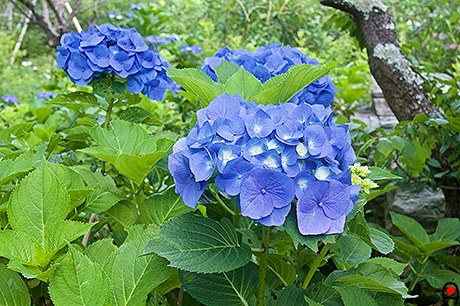 大きな青い紫陽花の写真