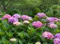 ピンク・紫系の紫陽花の写真