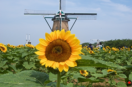 ひまわりとオランダ風車「リーフデ」の写真