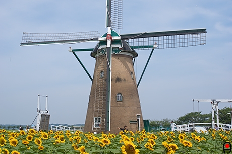 オランダ風車付近のひまわりの様子の写真
