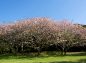 通路付近の八重桜の写真